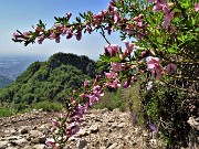 Sui monti sopra casa bei fiori primaverili-26magg23 - FOTOGALLERY